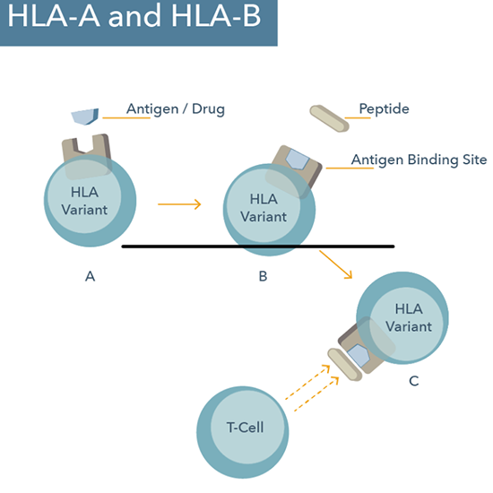 HLA ABC (Class1) Typing Test Near You in Delhi Book Test at Low Price